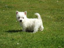 Westie puppies