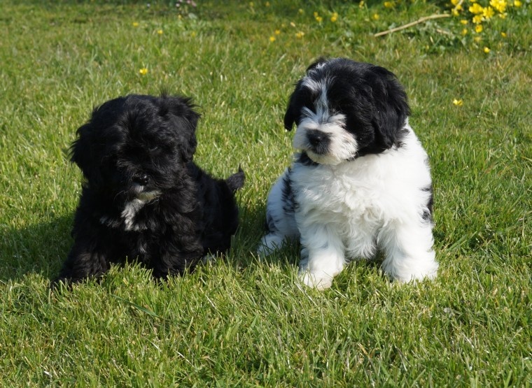 A beautiful litter of Shihpoo puppies Image eClassifieds4u