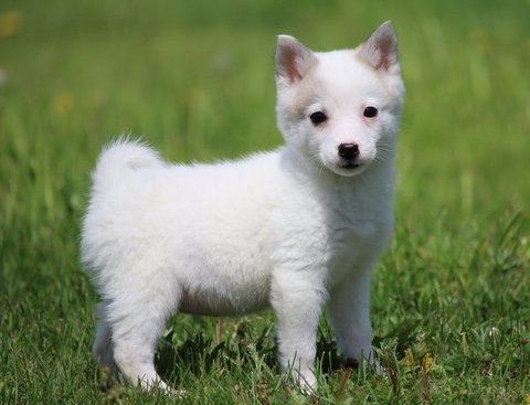 Alaskan Klee Kai puppes Image eClassifieds4u