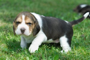 Beagle Puppies for adoption Image eClassifieds4u