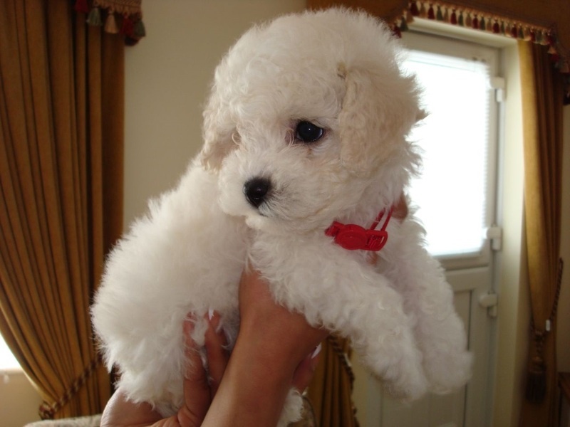 Beautiful Bichon Frise puppies Image eClassifieds4u
