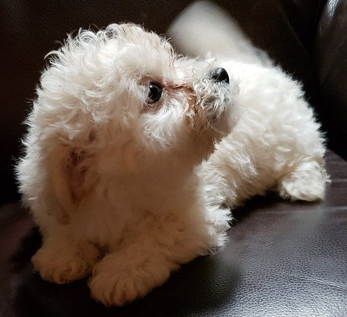 Bolognese puppies Image eClassifieds4u