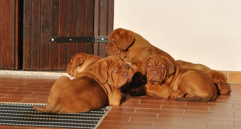 Fantastic Dogue De Bordeaux Puppies for Sale Image eClassifieds4u