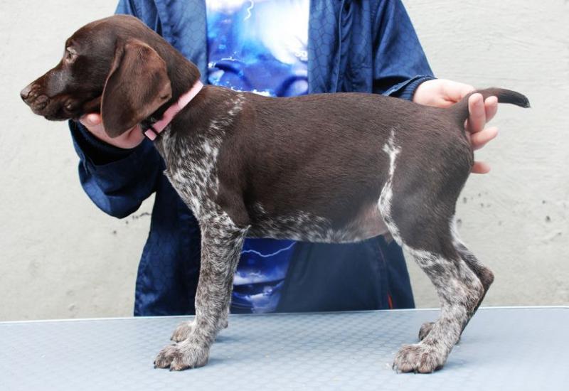 German Short Hair Pointer puppies Image eClassifieds4u