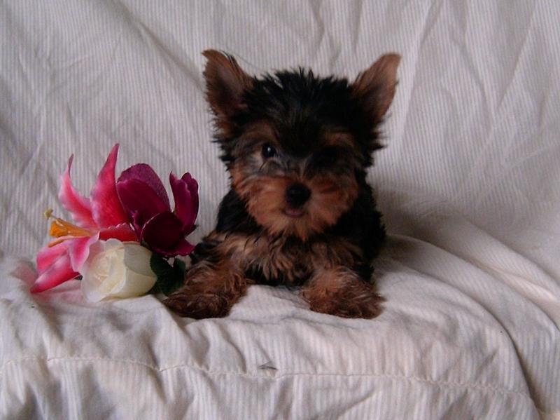 Home raised yorkie puppies for rehoming Image eClassifieds4u