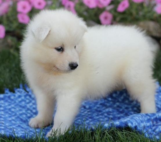 Home Trained Samoyed Puppies Image eClassifieds4u