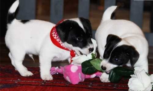 Jack Russell Puppies Image eClassifieds4u