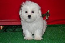 male and female Mal Shi puppies available. Image eClassifieds4U