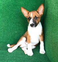Basenji Puppies-Male & Female Image eClassifieds4U