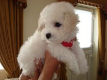 Beautiful Bichon Frise puppies Image eClassifieds4u 2