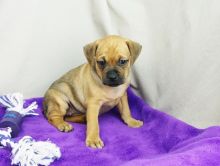 Carlin Pinscher puppies Image eClassifieds4U