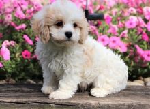 Cavachon Puppies available Image eClassifieds4u 3