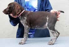 German Short Hair Pointer puppies Image eClassifieds4u 2