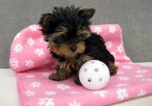 I have male and female Yorkie puppies to offer.t Image eClassifieds4u 3