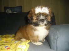 Lhasa Apso puppies for adoption Image eClassifieds4u 1