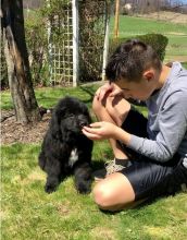 Newfoundland puppies Image eClassifieds4u 2