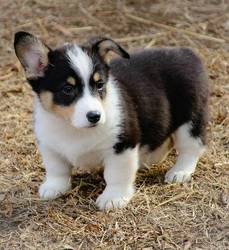 Pembroke Welsh Corgi puppies Image eClassifieds4u