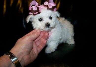 Perfect Maltipoo Puppies available Image eClassifieds4u