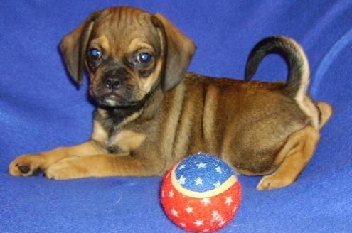 Puggle Pups ready now 4 puggle lovers Image eClassifieds4u