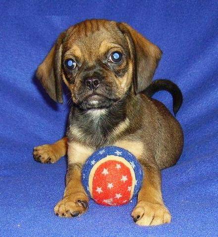 Puggle Pups ready now 4 puggle lovers Image eClassifieds4u