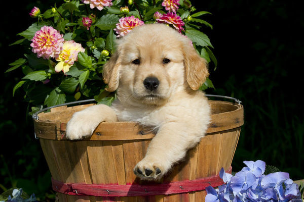 Super adorable Golden retriever Puppies. Image eClassifieds4u
