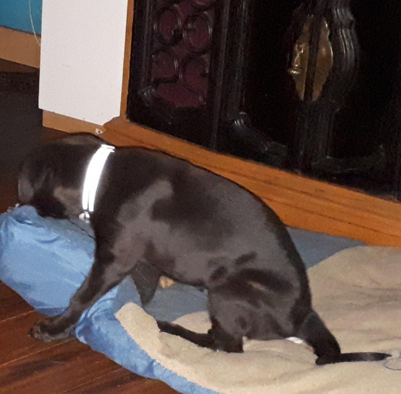 13 week old pitbull rotwieler male puppy for sale Image eClassifieds4u