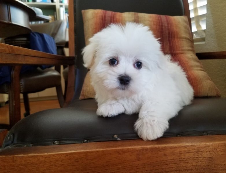 Adorable male and female Maltese Puppies. Image eClassifieds4u