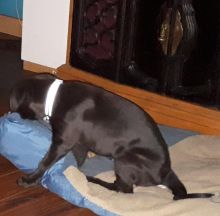 13 week old pitbull rotwieler male puppy for sale Image eClassifieds4u 1