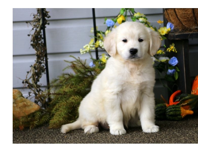Super adorable Golden retriever Puppies. Image eClassifieds4u