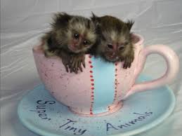 Exceptional Marmoset and Capuchin monkeys Available Image eClassifieds4u