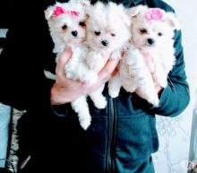 Healthy Teacup Maltese Puppies Available