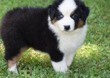 Australian Shepherd puppies