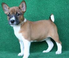 Basenji puppies