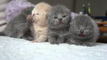 Beautiful British Short Kittens Available
