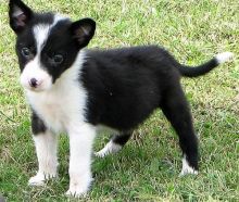 Border Collie puppies ready