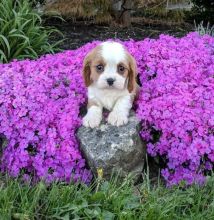 Cavalier King Charles puppies