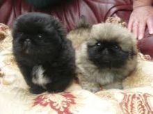 Cute Pekingese Puppies Available