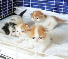 Cute Persian and Bengal kittens Available