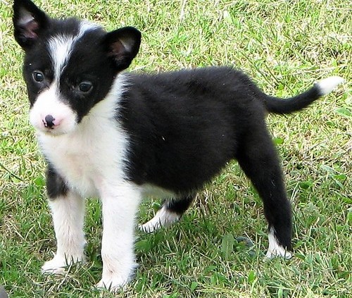 Border Collie puppies ready Image eClassifieds4u