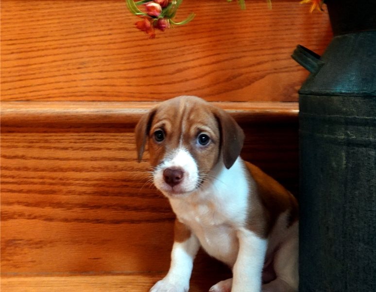Charming Jack Russell terrier puppies Image eClassifieds4u