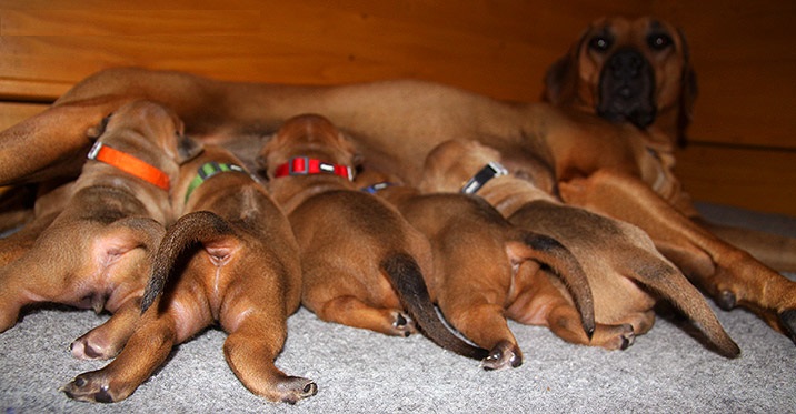 Cute Rhodesian Ridgeback puppies ready Image eClassifieds4u