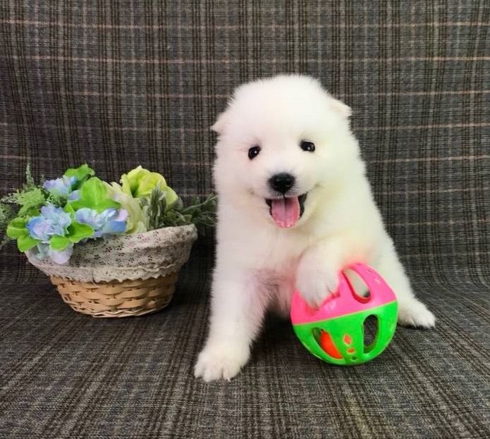 japanese Splitz puppies Image eClassifieds4u