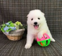 japanese Splitz puppies Image eClassifieds4U