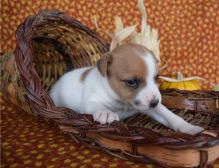 Beautiful males and female jack russell terrier puppies,