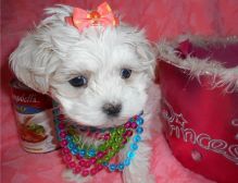 Adorable male and female Maltese Puppies.