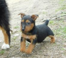 Australian Terrier puppies ready now