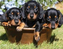 Dachshund puppies