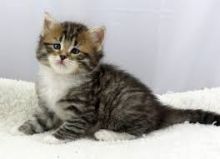 Super adorable Siberian kittens.