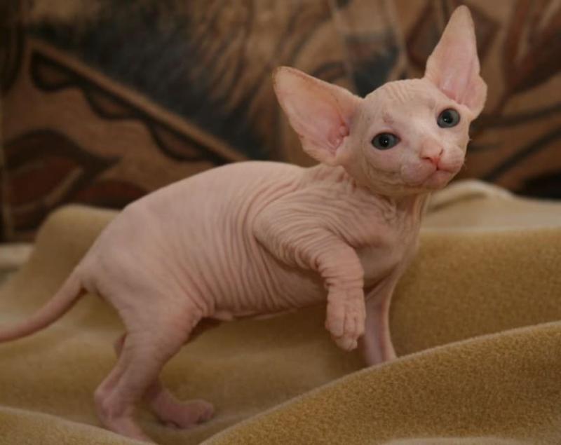 Beautiful sphynx kittens, Image eClassifieds4u