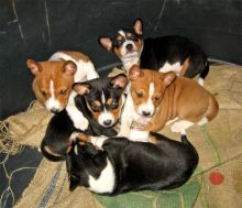 Basenji Puppies ready now Image eClassifieds4U